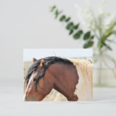 マカロフピークワイルドホース ポストカード (スタンド正面)