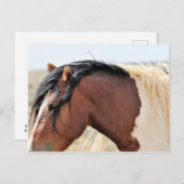 マカロフピークワイルドホース ポストカード (正面/裏面)