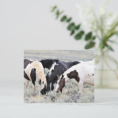 マカロフピークワイルドホース ポストカード (スタンド正面)