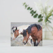 マカロフピークワイルドホース ポストカード (スタンド正面)