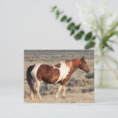 マカロフピークワイルドホース ポストカード (スタンド正面)