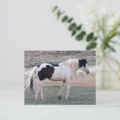 マカロフピークワイルドホース ポストカード (スタンド正面)