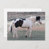 マカロフピークワイルドホース ポストカード (正面/裏面)
