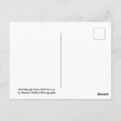 マカロフピークワイルドホース ポストカード (裏面)