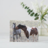 マカロフピークワイルドホース ポストカード (スタンド正面)