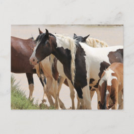 マカロフピークワイルドホース ポストカード