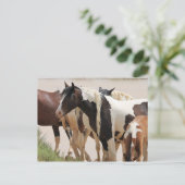 マカロフピークワイルドホース ポストカード (スタンド正面)