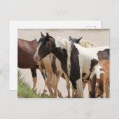 マカロフピークワイルドホース ポストカード (正面/裏面)