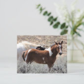 マカロフピークワイルドホース ポストカード (スタンド正面)