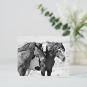 マカロフピークワイルドホース ポストカード (スタンド正面)