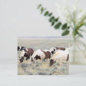 マカロフピークワイルドホース ポストカード (スタンド正面)