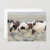 マカロフピークワイルドホース ポストカード (正面/裏面)