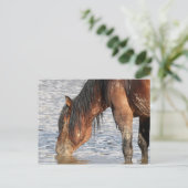 マカロフピークワイルドホース ポストカード (スタンド正面)