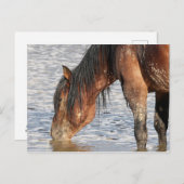 マカロフピークワイルドホース ポストカード (正面/裏面)