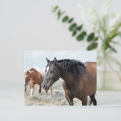 マカロフピークワイルドホース ポストカード (スタンド正面)