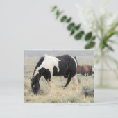 マカロフピークワイルドホース ポストカード (スタンド正面)