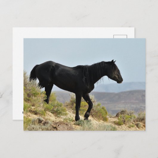 マカロフピークワイルドホース ポストカード (正面/裏面)