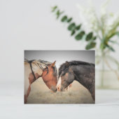 マカロフピークワイルドホース ポストカード (スタンド正面)