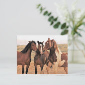 マカロフピークワイルドホース ポストカード (スタンド正面)