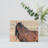 マカロフピークワイルドホース ポストカード (スタンド正面)