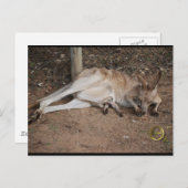 マカンガルーとポーチのジョーイ ポストカード (正面/裏面)