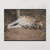 マカンガルーとポーチのジョーイ ポストカード (正面)