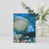 マカンサス魚 ポストカード (スタンド正面)