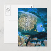 マカンサス魚 ポストカード (正面/裏面)