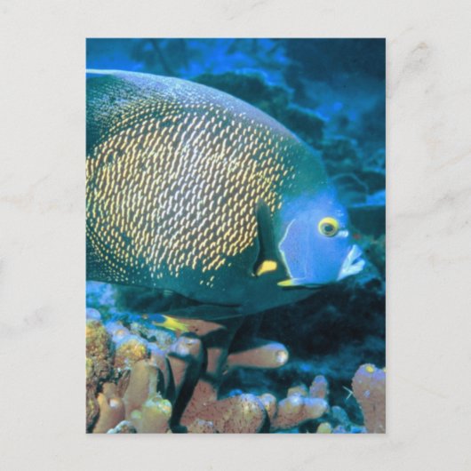 マカンサス魚 ポストカード (正面)