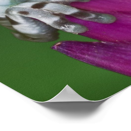 マガエルTrachycephalus resiniftrix ポスター (角)