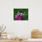 マガエルTrachycephalus resiniftrix ポスター (キッチン)