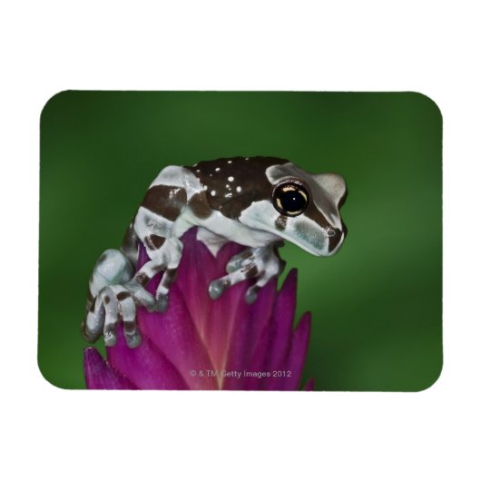 マガエルTrachycephalus resiniftrix マグネット (横)