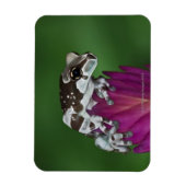 マガエルTrachycephalus resiniftrix マグネット (縦)