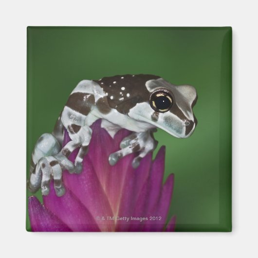 マガエルTrachycephalus resiniftrix マグネット (正面)