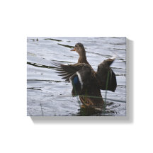 マガモが羽をばたばたさせている