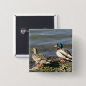 マガモのアヒルのカップルボタン 缶バッジ (正面&裏面)