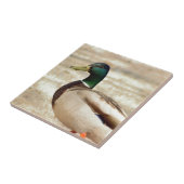 マガモのアヒルの写真 タイル (側面)