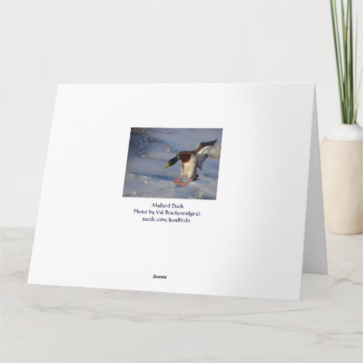 マガモのアヒルの誕生日の挨拶状 カード (裏面)