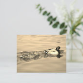 マガモのペア ポストカード (スタンド正面)