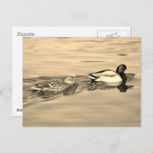 マガモのペア ポストカード (正面/裏面)