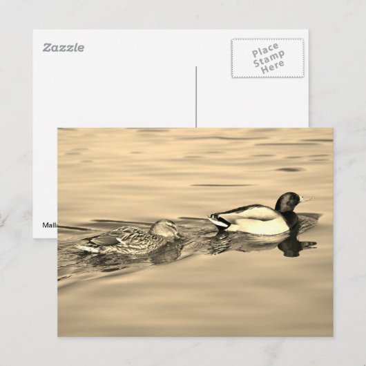 マガモのペア ポストカード (正面/裏面)