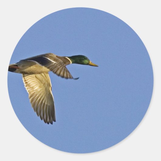 マガモの飛行 ラウンドシール (正面)