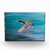 マガモ飛んでいる フォトブロック (正面)