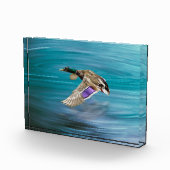 マガモ飛んでいる フォトブロック (右)