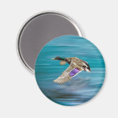 マガモ飛んでいる マグネット (正面/裏面)