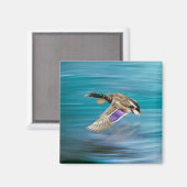 マガモ飛んでいる マグネット (正面/裏面)