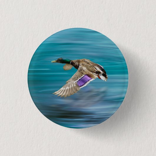 マガモ飛んでいる 缶バッジ (正面)