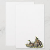 マガモ、ジョンAudubon 便箋 (正面/裏面)
