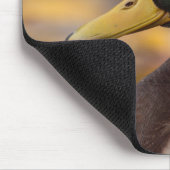 マガモ マウスパッド (コーナー)