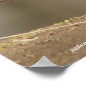 マガモ（メス） ポスター (角)